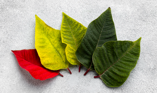 Comparing the Chemical Profiles of Red, Green, and White Kratom Leaves