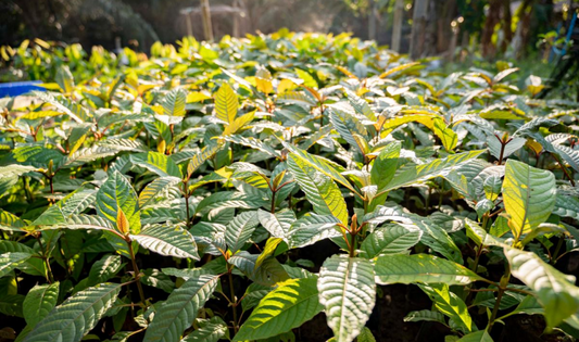 Kratom Mitragyna speciosa green Is a type of drug